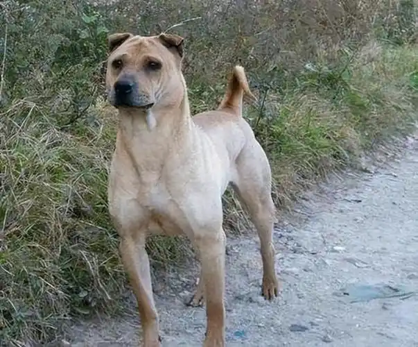 嘴沙皮犬,虽然颜值不高,但人家实力可是很强的,分分钟吊打众多宠物狗