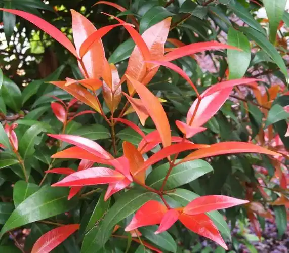 请欣赏红鳞蒲桃,又称小花蒲桃