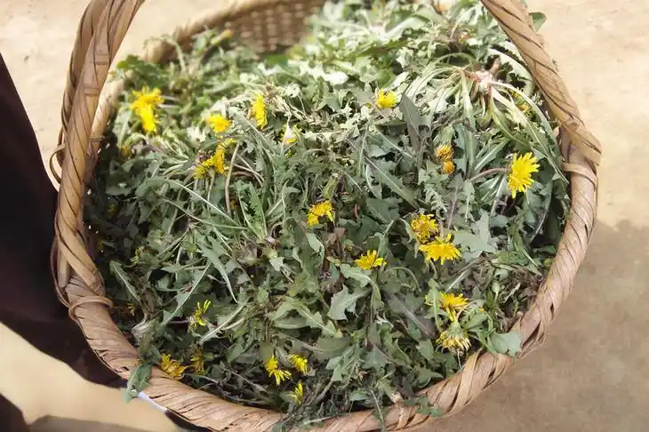 野生蒲公英干(农场自制,10元/份/1两)