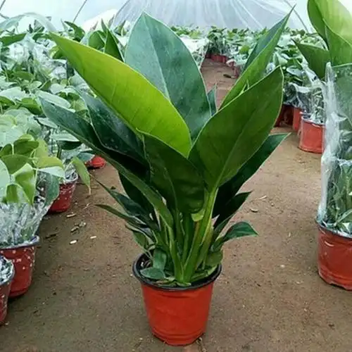 金钻大叶盆栽吸甲醛绿植净化空气大型高档花卉室内植物四季常青