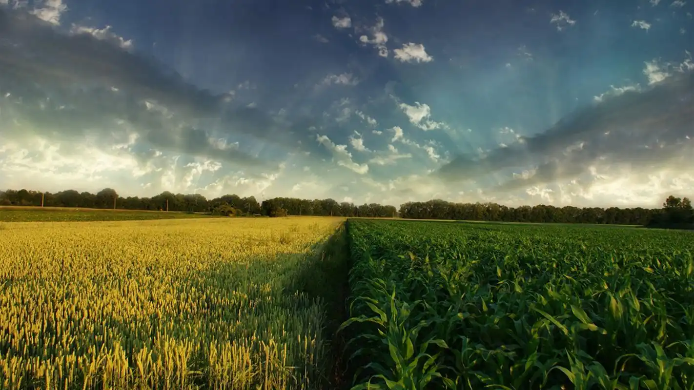 绿色养眼护眼草原风景桌面壁纸