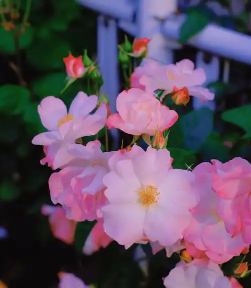 荒川都电最美电车玫瑰蔷薇摄影