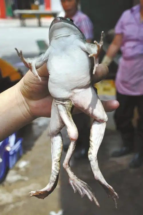 基因突变现棕色大熊猫 罕见的变异动物盘点