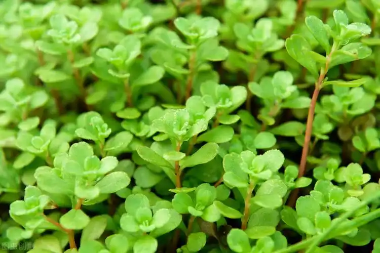 一味中药——垂盆草,既可治疱疹,又可治肝炎,建议收藏