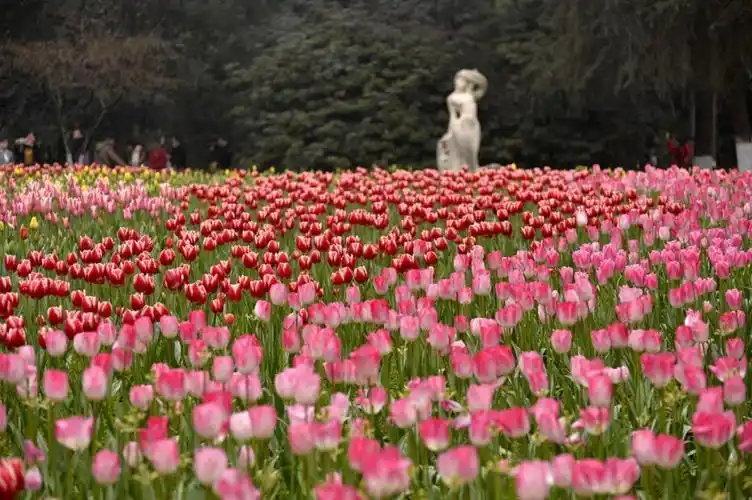 重庆花卉园郁金香花开满园