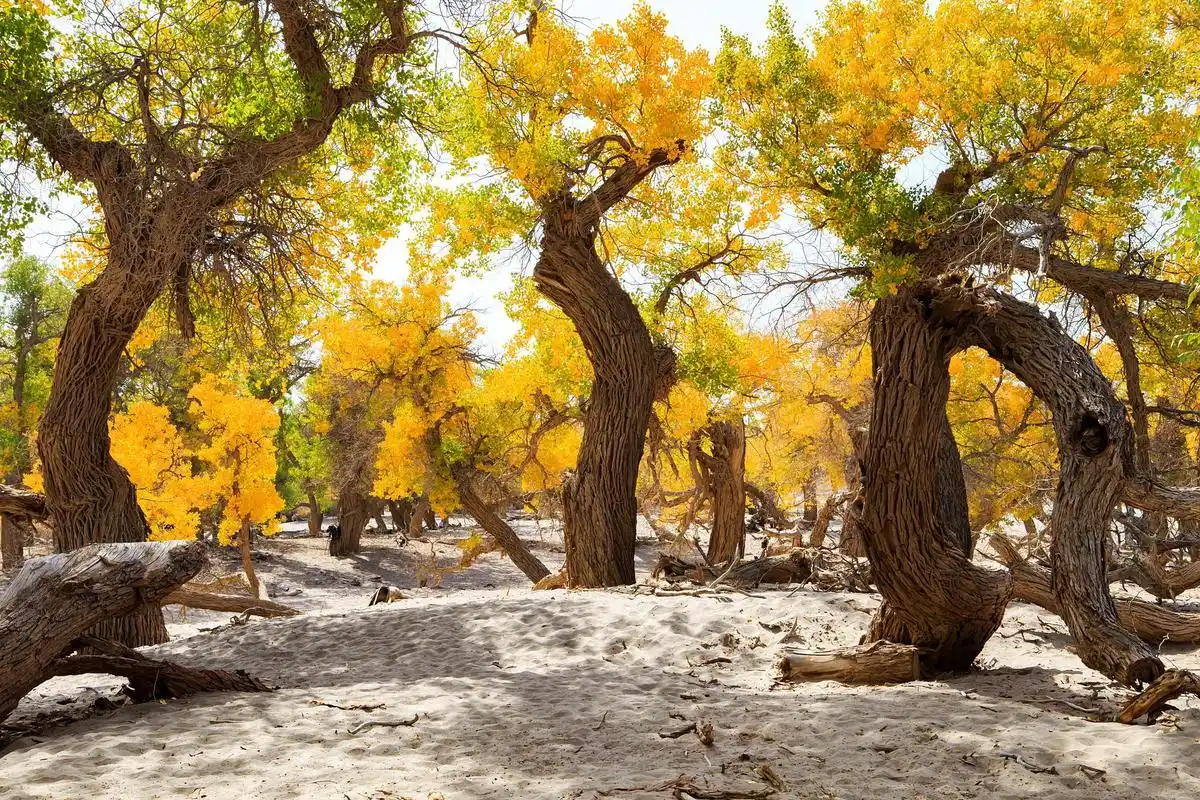 新疆胡杨林最佳观赏地点:泽普金胡杨林 泽普金胡杨林位于新疆喀什地区