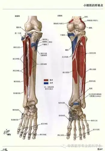 这个下肢解剖图谱,简直完美!