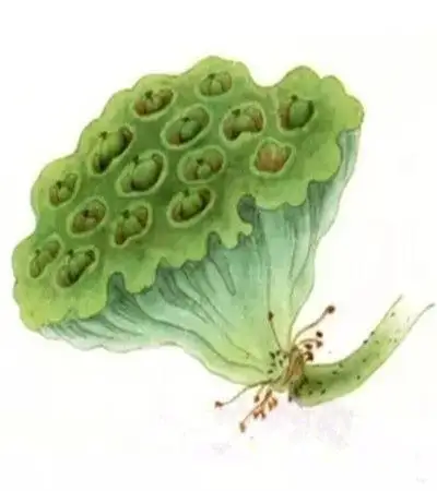 工笔荷花莲蓬_露西学画画