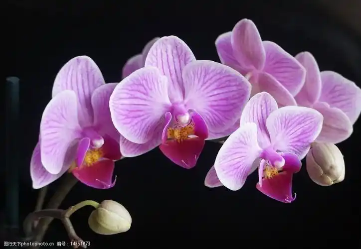 兰花 紫色兰花 兰草花 兰花瓣 红色兰花 花卉 鲜花 花 草 君子兰 摄影