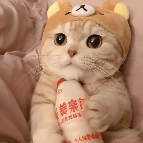 橘猫沙梨 #萌宠#猫 头像#可爱 头像#闺蜜二人头像