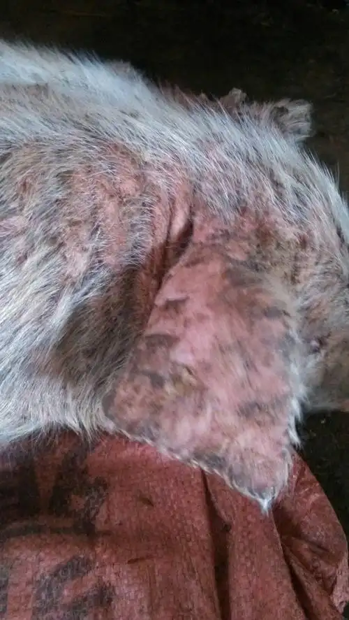 有2个小猪出现这种情况.会传染吗.需要隔离不 用什么药治疗比