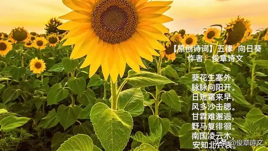 原创诗词五律向日葵