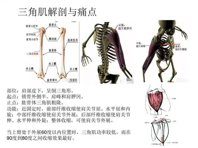 三角肌解剖与痛点分析