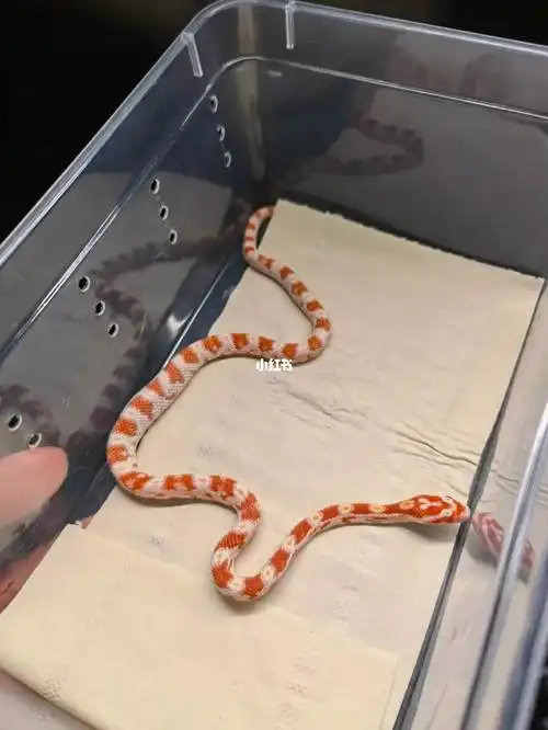 高白糖果玉米蛇宠物蛇玉米蛇