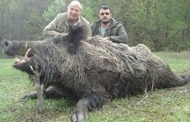 野猪的战斗力到底有多强?