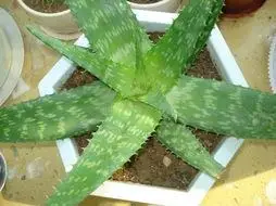 库拉索芦荟和斑纹芦荟,还有中华芦荟的多角度图片