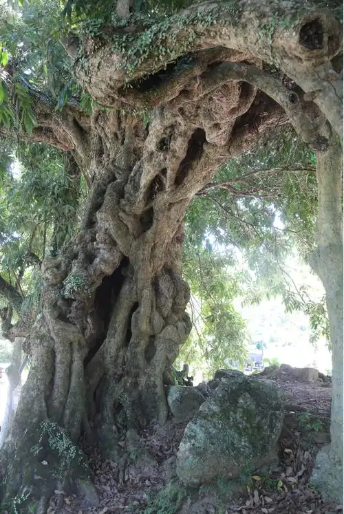 大树底下听古仔[gf]3253[/gf]|三百余载龙眼树 年产千斤果实