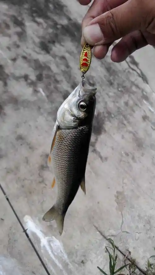 撸鱼:舌尖上的中国之瓦氏雅罗鱼怎么玩?