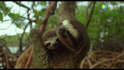 来到雌树懒旁边时却发现,它居然还带着个小树懒!