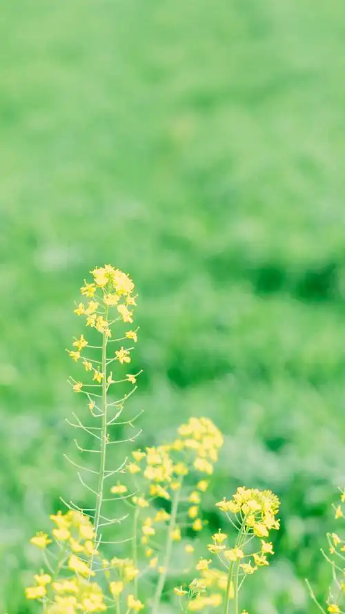 油菜花田园唯美风景手机壁纸图片,风景,唯美,风景,植物,高清,小清新