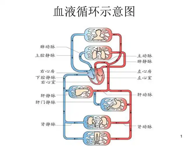 血液循环示意图