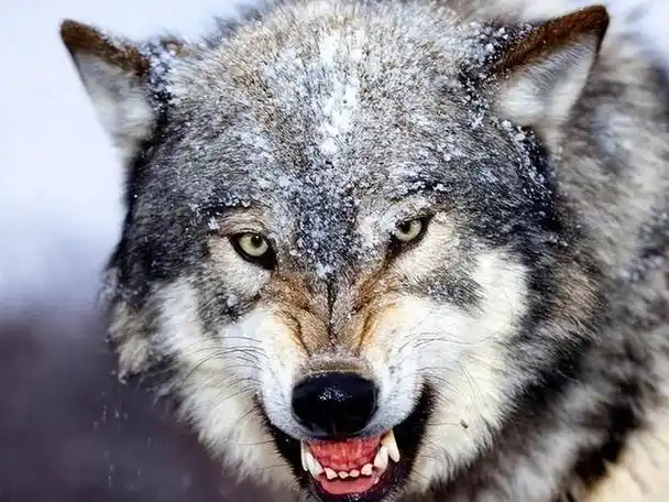 民国时期,长白山下松花江旁,一阵凶猛的狼咬斗声穿透寒冷的石头河谷.