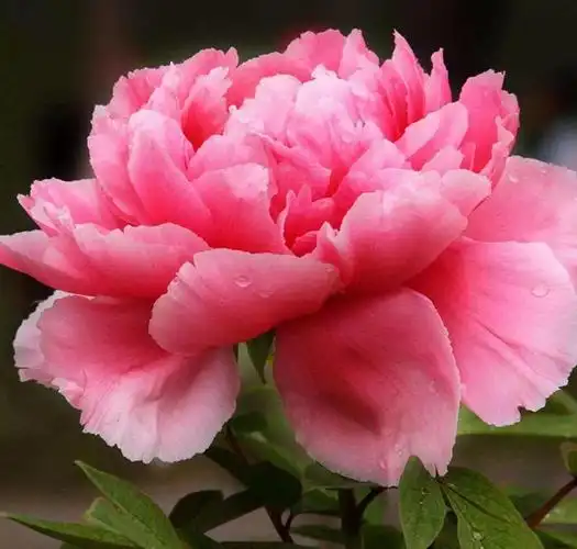 牡丹花的特点是什么牡丹花的花语和寓意