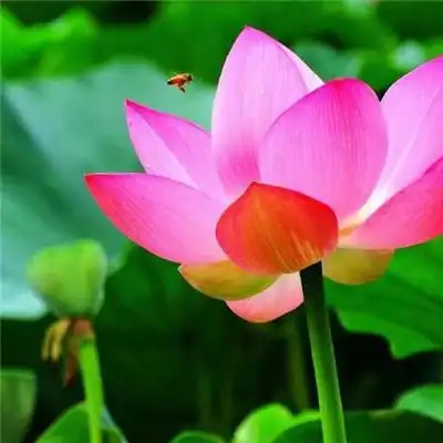 惊艳的荷花头像图片合集 荷花出于污泥而不染_微信头像_头像屋