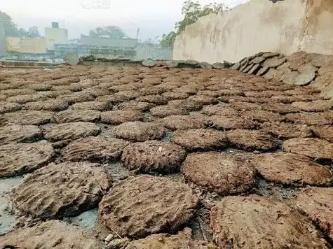 牛粪肥发酵后搭配营养土种花效果不是一般的好昆仑十二仙