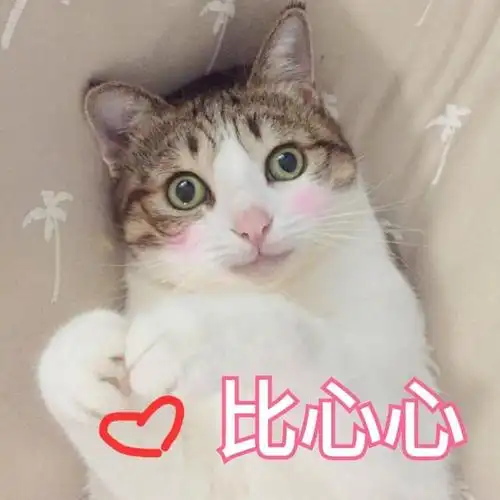 比心心熊猫人装逼斗图比心比屎比gif动图_动态图_表情包下载_soogif