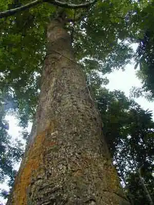 死亡之树见血封喉箭毒木