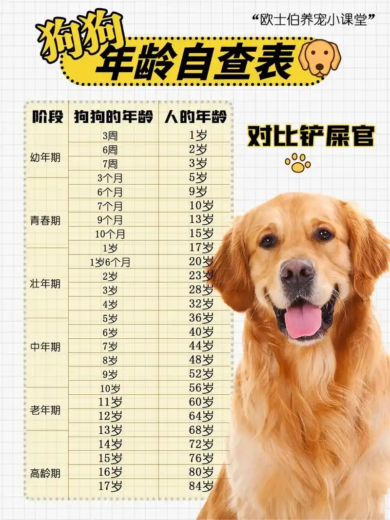 狗狗年龄换算表,铲屎官们来对比一下吧.好好爱护你的毛孩子,让 - 抖音
