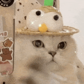 更新超好玩的猫猫狗狗表情包～小可爱们还没有关注公众号的可以关注下