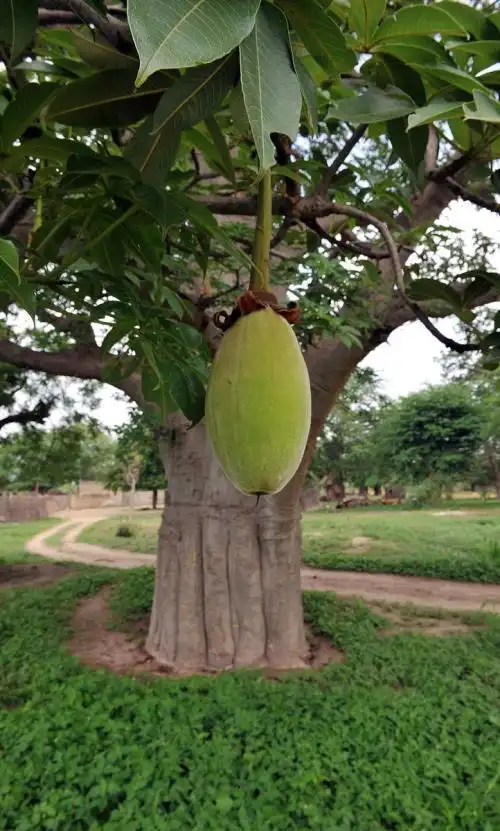 08年欧盟批准猴面包树果实作为果汁成分09年美国批准干果肉作为安