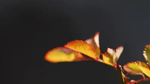 描述: 树叶雕花背景-植物高清壁纸 当前壁纸尺寸: 1366 x 768