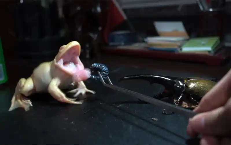 白化美洲牛蛙最贵一餐一口一只200块的河野血统长戟大兜虫幼虫