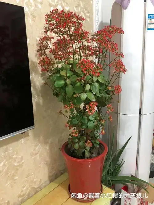 长寿花品种集锦