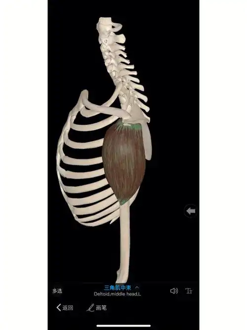 肩部肌肉系列1三角肌