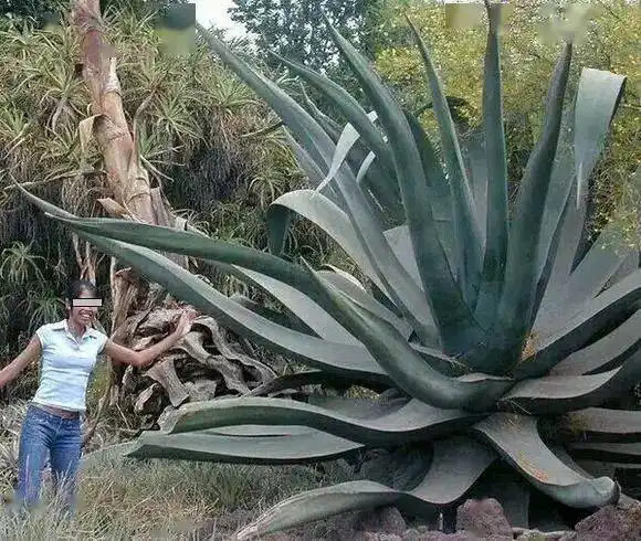多肉植物最大能有多大,看看花友们的分享吧