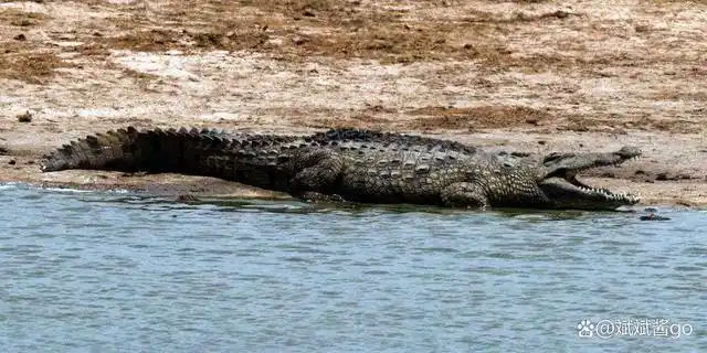 巨鳄古斯塔夫:它硬抗ak步枪不死,10年狂吃300人,至今不知所踪