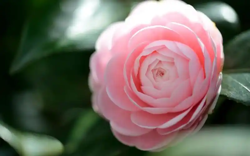 唯美曼陀罗花高清桌面壁纸