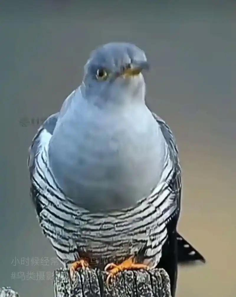 肥胖 头颈下巴灰, 腹中斑马纹. 叫声似布谷, 翼尾是克默. - 抖音