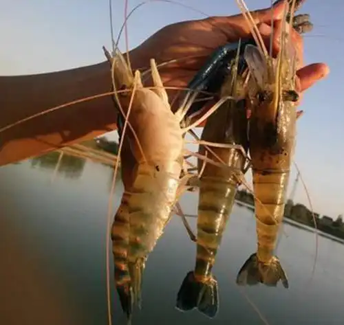 世界上最大的"淡水虾王"体长1.1米,常被人错认为"龙虾"