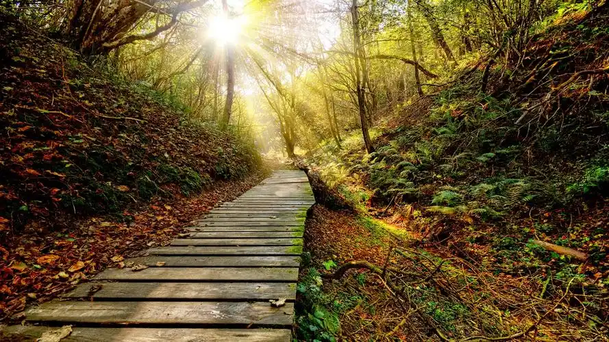 公园,秋,道路,树木,太阳光线 壁纸 - 1366x768