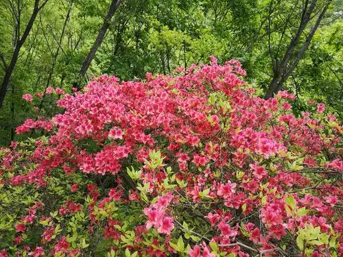 登山路上的野生杜鹃