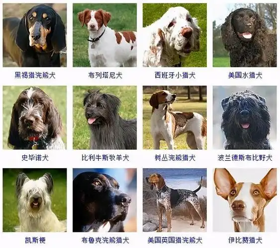 小型犬种小型宠物犬品种大全 狗狗大全栏(),伤口撞到宠物狗 丰城宠物