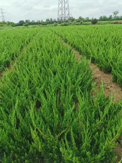 小龙柏基地_卓采汇