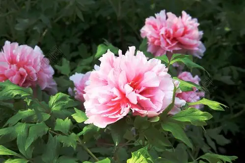 浅粉色牡丹局部微距摄影图