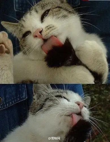 【猫为什么喜欢用舌头舔人】猫咪的这一行为,不是对所以有人都会