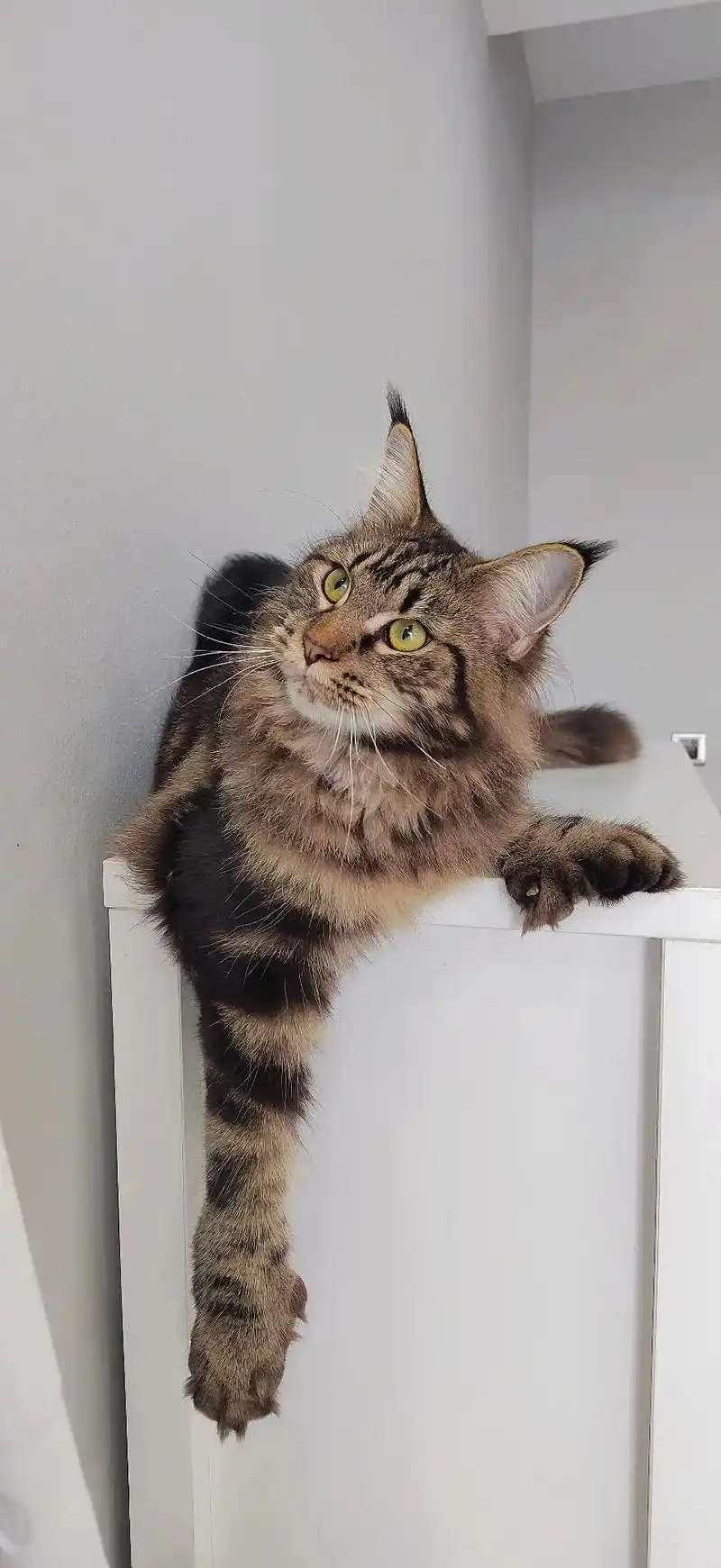 挑战全网最霸道的猫咪.壹壹: 我呢,该霸气的时候肯定会霸气的 - 抖音